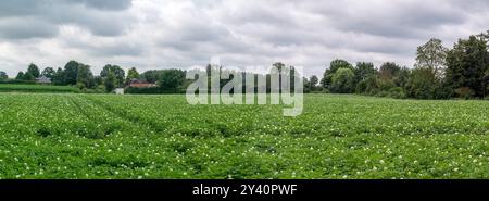 Blühendes Kartoffelfeld in der flämischen Landschaft in Bierbeek, Flämisches Brabant, Belgien Stockfoto