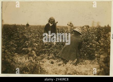 Bertha Brandt, 9 Jahre alt. Pflückt Beeren auf einer Rock Creek Farm in der Nähe von Baltimore, MD. (Siehe meinen Bericht vom 10. Juli 1909.) Lage: Baltimore, Maryland. Stockfoto