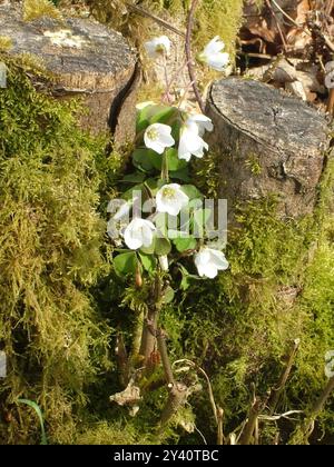 Holzsorrel „Olaxis acetosella“ zarte, weiß blühende Waldpflanze, Blumen im April und Mai in Wäldern, Hecken und schattigen Ufern. Mit langem Stiel Stockfoto