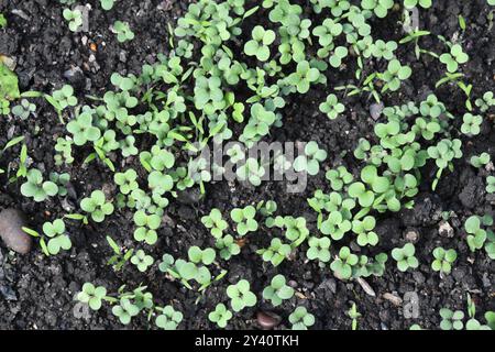 Senf ' Sinapsis alba' und Phacelia 'Phacelia tanacetifolia' Gründünger fünf Tage nach der Aussaat Anfang September auf dem Pflaster, wo Kartoffeln h Stockfoto