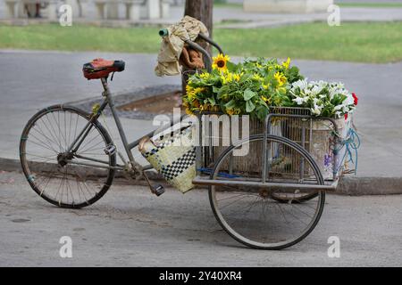 715 Rote Rose, weißer Schmetterling und Sonnenblumensträuße in der Frachtbox eines Blumenhändlers, Plaza Cristo Square, Altstadt. Havanna-Kuba. Stockfoto