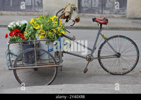 716 Rote Rose, weißer Schmetterling und Sonnenblumensträuße in der Frachtbox eines Blumenhändlers, Plaza Cristo Square, Altstadt. Havanna-Kuba. Stockfoto