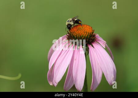 Hummel sammelt den Pollen eines Coneflower Stockfoto