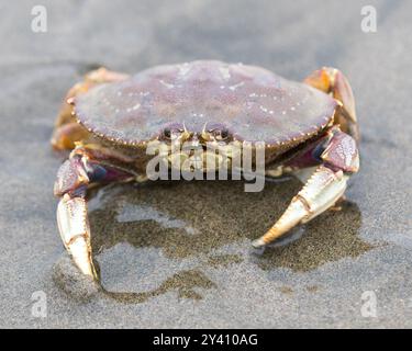 Dungeness Krabbe in Alarmbereitschaft, nachdem sie vom Pazifik abgewandert ist. Fort Funston Beach, San Francisco, Kalifornien. Stockfoto