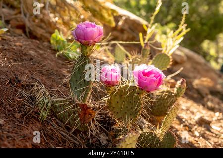 Drei rosafarbene Blumen blühen auf Feigenkaktus im Zion-Nationalpark Stockfoto