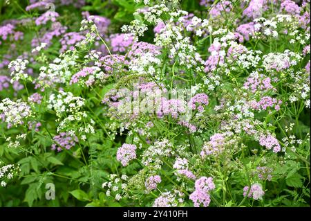 Zarte rosafarbene und weiße Frühlingsblumen von haarigem Kerbel, Chaerophyllum hirsutum „Roseum“ und Chaerophyllum hirsutum „alba“, die im britischen Garten im Mai wachsen Stockfoto