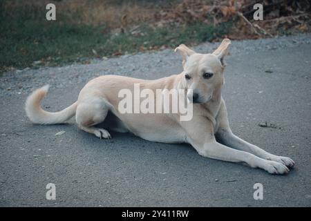 Ein weißer Hund, wie eine Minzwolke, bahnte sich langsam seinen Weg durch den Morgenwald, sein Fell schimmerte unter den Sonnenstrahlen. Sie war nicht nur ein Hund Stockfoto