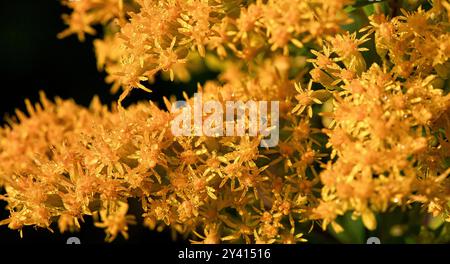 Solidago virgaurea ist die Goldrute, die am häufigsten für Gesundheitszwecke verwendet wird. Seine Blüten und Blätter werden für Tee und Nahrungsergänzungsmittel verwendet Stockfoto