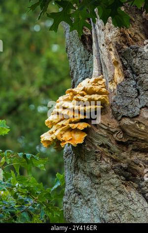 Hühnchen des Waldes (Aetiporus sulphureus) Pilz (auch bekannt als Hühnchenpilz, Schwefelbüschel, Schwefelporling) an einem beschädigten nordamerikanischen Rotbuchenbaum in Großbritannien Stockfoto