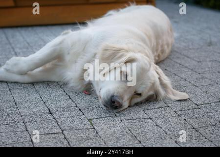 Langhaarige weiße Golden Retriever-Hündin, die auf einer Betonterrasse liegt Stockfoto