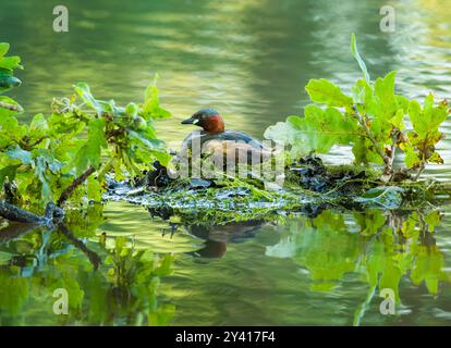 Kleiner Grebe oder Dabchick (Tachybaptus ruficollis) auf seinem Nest auf einem Teich in Südengland Stockfoto