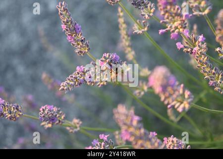 Eine sonnenbeschienene Biene auf einem Lavendelbusch. Stockfoto