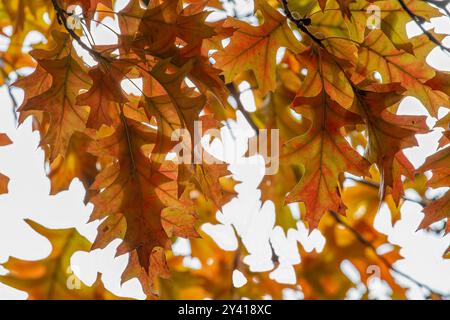 Gelbe, rote und braune Eichenblätter auf einem Baum Stockfoto