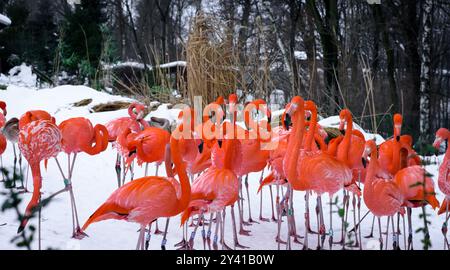 Herde amerikanischer (Karibik) Flamingo (Phoenicopterus ruber), die in einem schneebedeckten Zoogehege steht. Tag, Winter. Stockfoto