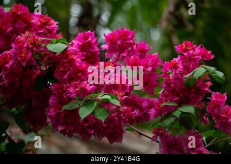 Bougainvillea-Blüten sind in städtischen, vorstädtischen und ländlichen Gebieten Bangladeschs zu finden. Stockfoto