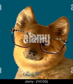 Die Porträtstellung des Hundes ist ein Pommerschen, der eine Brille trägt und mit einem Lächeln in die Kamera blickt. Rot-orangefarbenes Fell zeigt rundes, freundliches Gesicht und blauen Kragen. Stockfoto