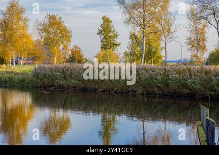 Herbstgelbe Blätter dominieren die Landschaft bei Groningen， Niederlande Stockfoto