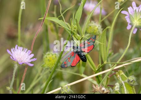 6-Punkte-Burnet-Motte im Flug Stockfoto