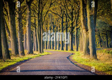 Von Bäumen gesäumte Straße in Vlagtwedde, Niederlande an einem Herbstmorgen Stockfoto