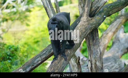 Celebes Crested Macaque auf einem Baumzweig Stockfoto