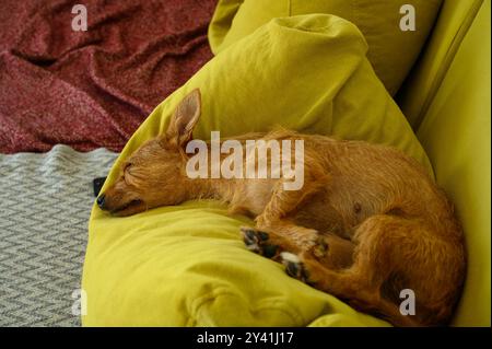 Ein kleiner roter Hund, ähnlich einem Rehkitz, schläft auf einem Kissen Stockfoto