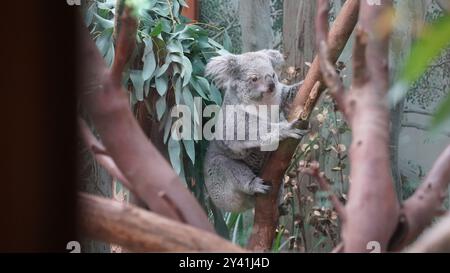 Koala Climbing High: Ein Treebound-Abenteuer Stockfoto