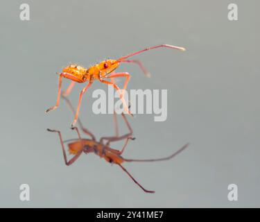 Nymphe der riesigen leaffooten Käfer (Acanthocephala declivis) auf einer Glasoberfläche, mit Reflexion, Galveston, Texas, USA. Stockfoto