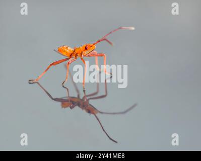 Nymphe der riesigen leaffooten Käfer (Acanthocephala declivis) auf einer Glasoberfläche, mit Reflexion, Galveston, Texas, USA. Stockfoto