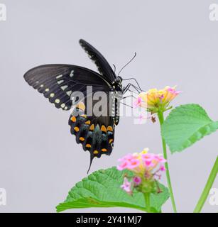 Spicebush-Schwalbenschwanz (Papilio [Pterourus] troilus), der lantana-Blüten ernährt, Galveston, Texas, USA. Stockfoto