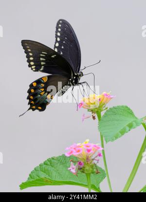 Spicebush-Schwalbenschwanz (Papilio [Pterourus] troilus), der lantana-Blüten, die auf Flügeln balancieren, ernährt, Galveston, Texas, USA. Stockfoto