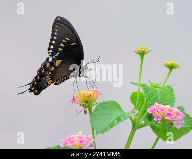 Spicebush-Schwalbenschwanz (Papilio [Pterourus] troilus), der lantana-Blüten, die auf Flügeln balancieren, ernährt, Galveston, Texas, USA. Stockfoto