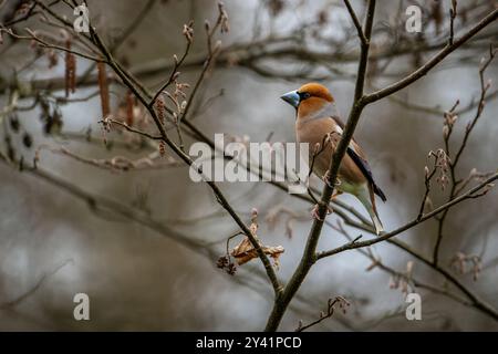 Ein Falkenfink (Coccothraustes coccothraustes) sitzt auf Ästen und sucht sich nach möglichen Gefahren. Die Szene spielt in einem trockenen Frühlingswald, gefangen genommen Stockfoto