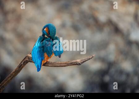Ein gewöhnlicher eisvogel (Alcedo atthis) wird beobachtet, wie er seine Federn sorgfältig mit dem Wasser reinigt. Der Vogel konzentriert sich auf die Erhaltung seines lebendigen Gefieders. Stockfoto