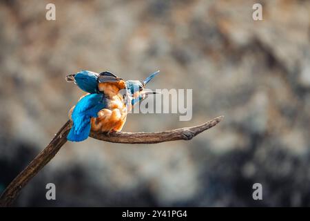 Ein gewöhnlicher eisvogel (Alcedo atthis) steht auf einem Ast, der sich mit offenem Schnabel erstreckt. Diese Nahaufnahme hebt die lebendigen Farben und d des Vogels hervor Stockfoto