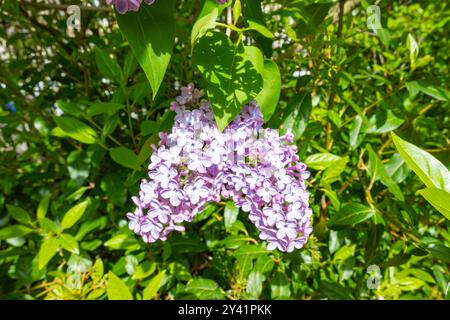 Buddleja davidii (Schreibweise Buddleia davidii), auch Sommerlilach, Schmetterlingsstrauch oder oranges Auge genannt, gehört zur Familie der Scrophulariaceae, Stockfoto