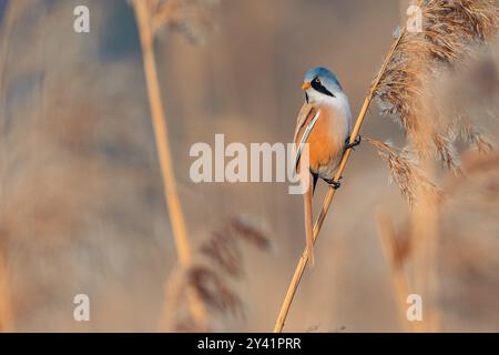 Eine Nahaufnahme eines bärtigen Reedlings (Panurus biarmicus), der sich von Schilf ernährt. Diese seltene Vogelart wird in ihrem natürlichen Lebensraum gefangen. Stockfoto
