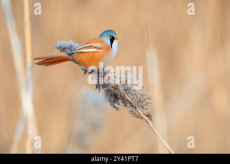 Eine Nahaufnahme eines bärtigen Reedlings (Panurus biarmicus), der sich von Schilf ernährt. Diese seltene Vogelart wird in ihrem natürlichen Lebensraum gefangen. Stockfoto
