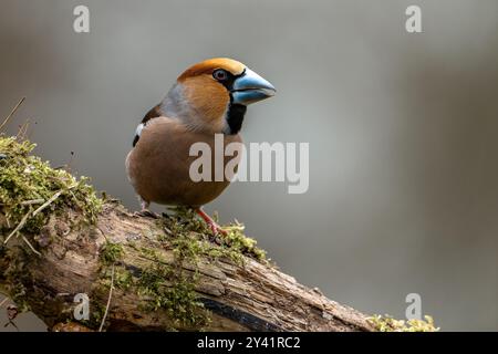 Ein Karett (Coccothraustes coccothraustes) thront auf einem mit Moos bewachsenen Ast in einem Wald. Die Nahaufnahme hebt den Vogel und das strukturierte B hervor Stockfoto