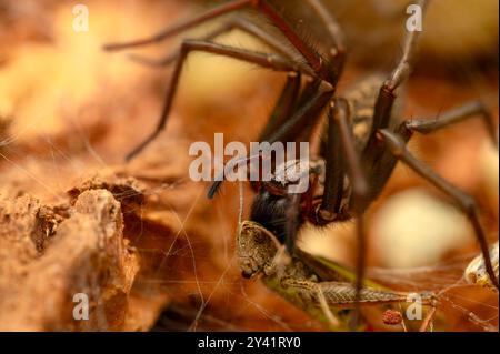 Eine Scheunentrichterweberspinne (Tegenaria domestica) wird in einem Makrofoto gesehen, wie sie ihre Beute verschlingt. Die Szene zeigt den räuberischen nat der Spinne Stockfoto