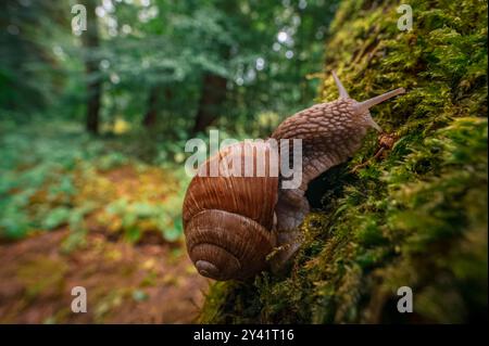 Eine Nahaufnahme einer Schnecke (Helix pomatia), die auf moosbedeckter Baumrinde kriecht. Der Hintergrund zeigt einen üppigen Wald mit lebhaften Farben, die eine heitere Atmosphäre schaffen Stockfoto