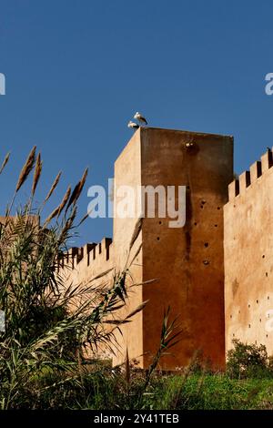 El Chellah, Landschaftsgärten an der Stelle einer alten Zitadelle mit römischen Ruinen und königlichen Gräbern, in denen Hunderte von Störchen nisten. Rabat, Marokko Stockfoto