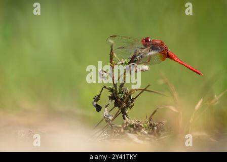 Eine rote Libelle (Sympetrum) liegt auf einer Pflanze, die in einem Nahaufnahme aufgenommen wurde. Der Hintergrund ist verschwommen und zeigt die Libelle an einem sonnigen Sommertag Stockfoto