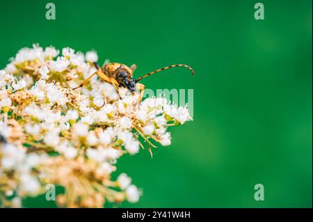 Der Langhornkäfer (Leptura maculata) ernährt sich von Nektar einer weißen Blüte. Die Makroaufnahme erfasst den Käfer vor einem grünen Hintergrund. Stockfoto