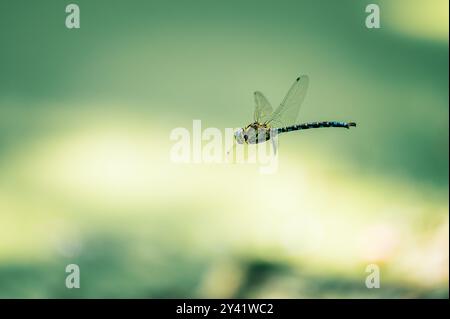 Eine Blue Hawker Libelle (Aeshna cyanea) wird im Flug über einem Teich gefangen. Die Szene spielt in einem Wald mit sanfter Beleuchtung. Stockfoto