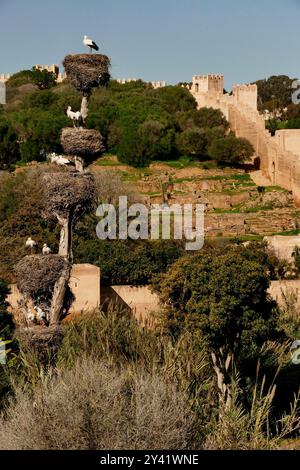 El Chellah, Landschaftsgärten an der Stelle einer alten Zitadelle mit römischen Ruinen und königlichen Gräbern, in denen Hunderte von Störchen nisten. Rabat, Marokko Stockfoto