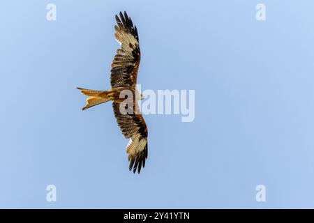 Ein majestätischer Raubvogel, der am klaren blauen Himmel mit weit ausgebreiteten Flügeln aufsteigt. Stockfoto