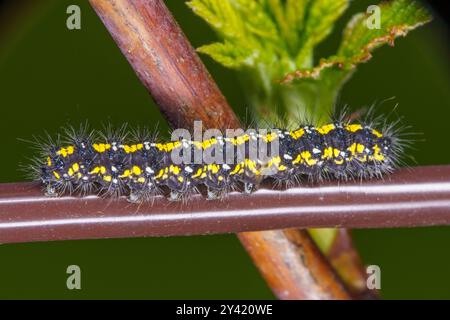 Callimorpha dominula Familie Erebidae Gattung Callimorpha Scarlet Tiger Moth raupe wilde Natur Insektenfotografie, Bild, Tapete Stockfoto