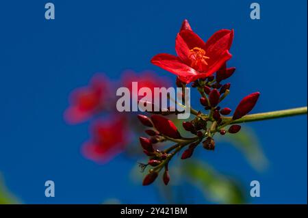 Peregrina (Jatropha integerrima) oder scharfer Jatropha Stockfoto