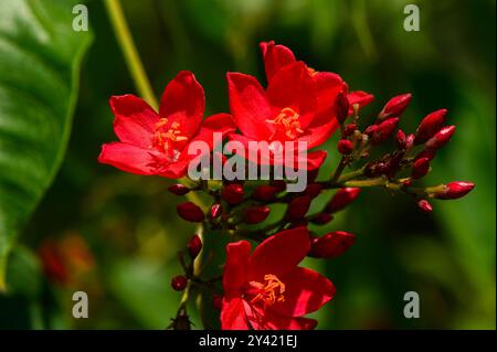 Rückansicht einer einzelnen Honigbiene, die an roten Peregrina-Blüten gefüttert wird Peregrina (Jatropha integerrima) Stockfoto