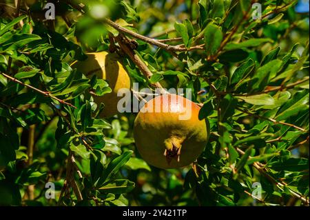 Reife Granatäpfel auf Bäumen im Garten, Stockfoto